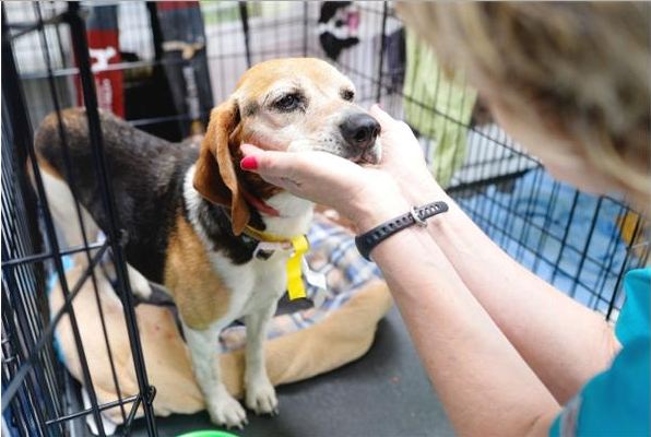 shelter pet animals.jpg